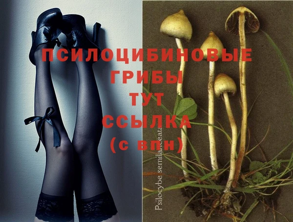 индика Абаза