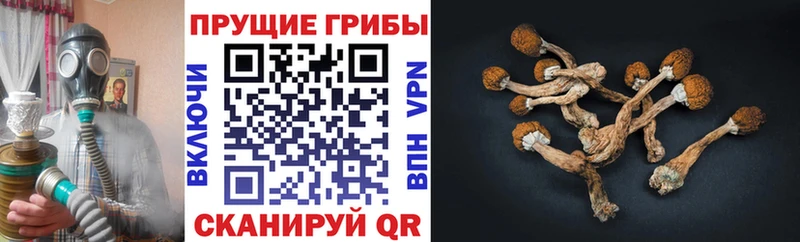 маркетплейс Telegram  где продают наркотики  omg   Усмань  Псилоцибиновые грибы Magic Shrooms 